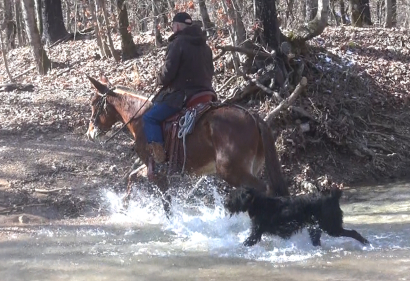 gaited mule